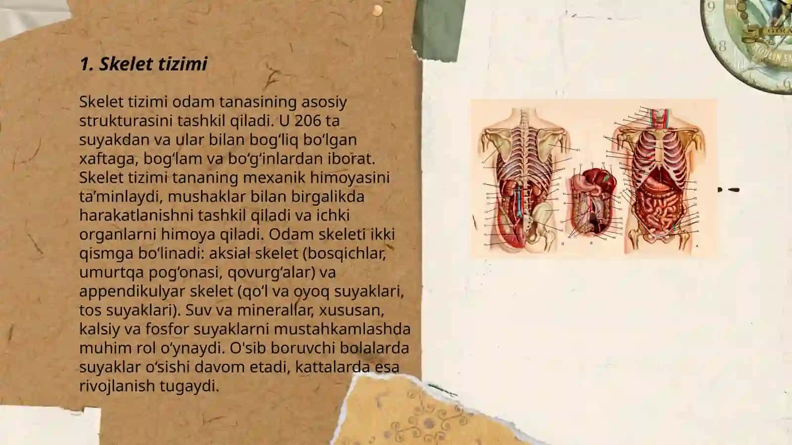 Skelet tizimi 3