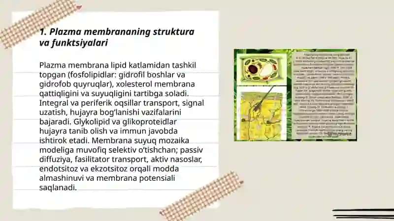 Hujayra elementlarning funksiyalari va gistologik strurasi 3