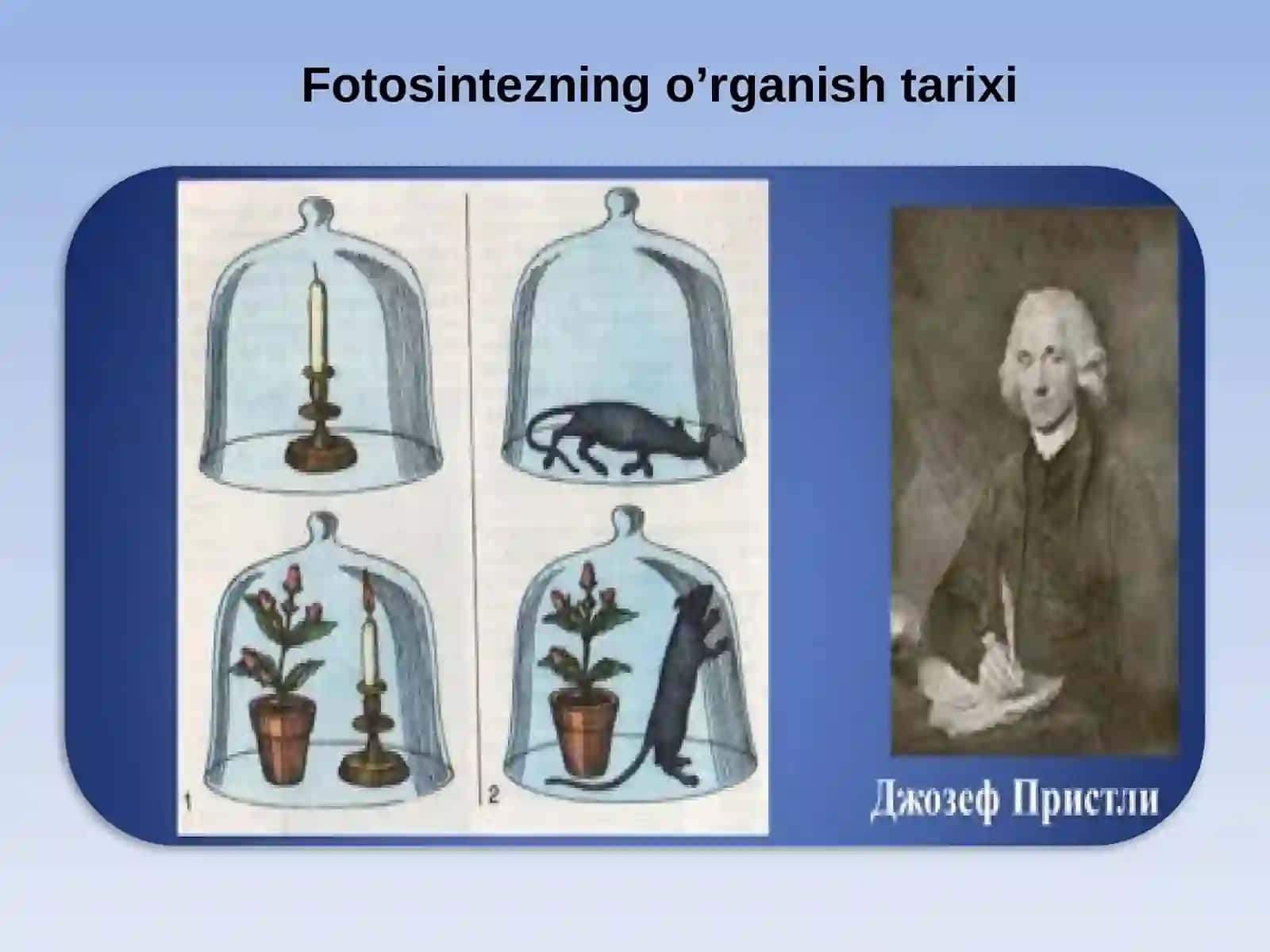 FOTOSINTEZ VA PIGMENTLAR 3
