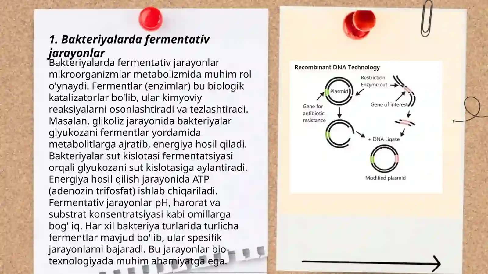 Bakteriyalarda fermentativ jarayonlar 3