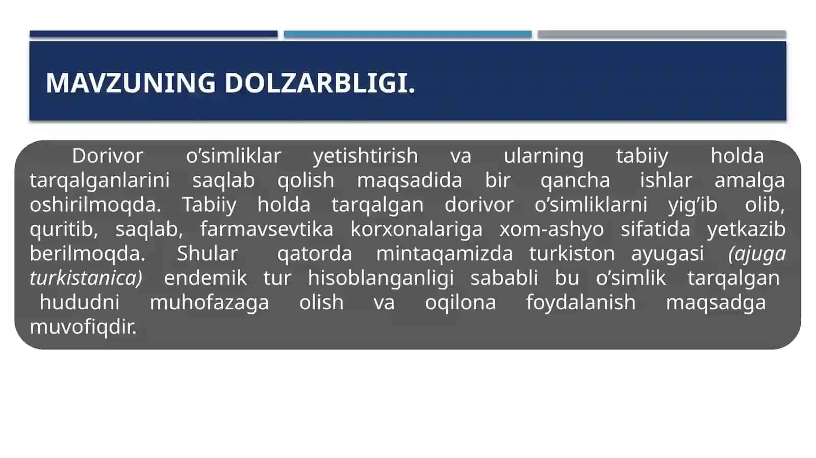 Turkiston ayugasi (Ajuga turkestanica) o’simligi 3
