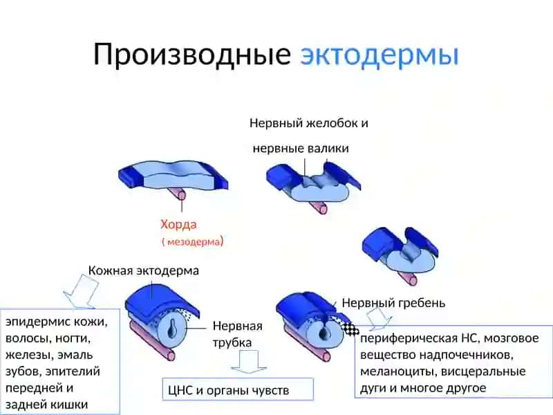 ОРГАНОГЕНЕЗ 3