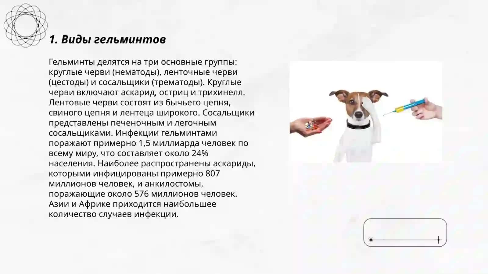 План: Виды гельминтов 3