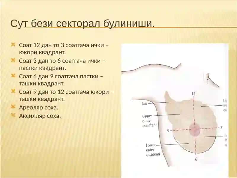 Сут бези 3