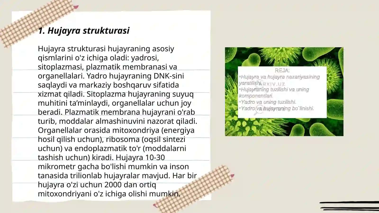 Hujayra strukturasi 3