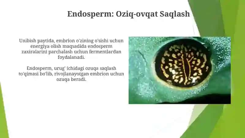 Urug'ning tuzilishi va unib chiqishi 3