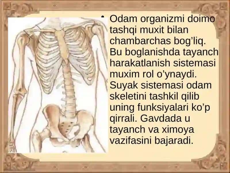 Tayanch va harakat tizimi 3