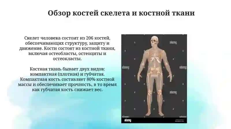 Анатомия костей скелета 3