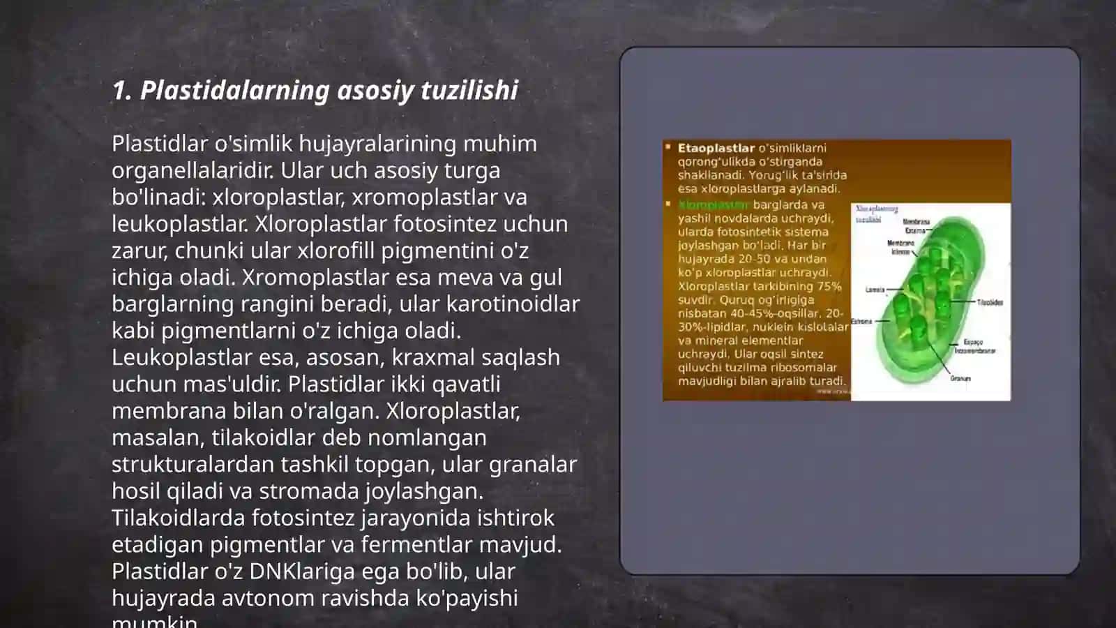 Plastidalarning tuzilishi 3