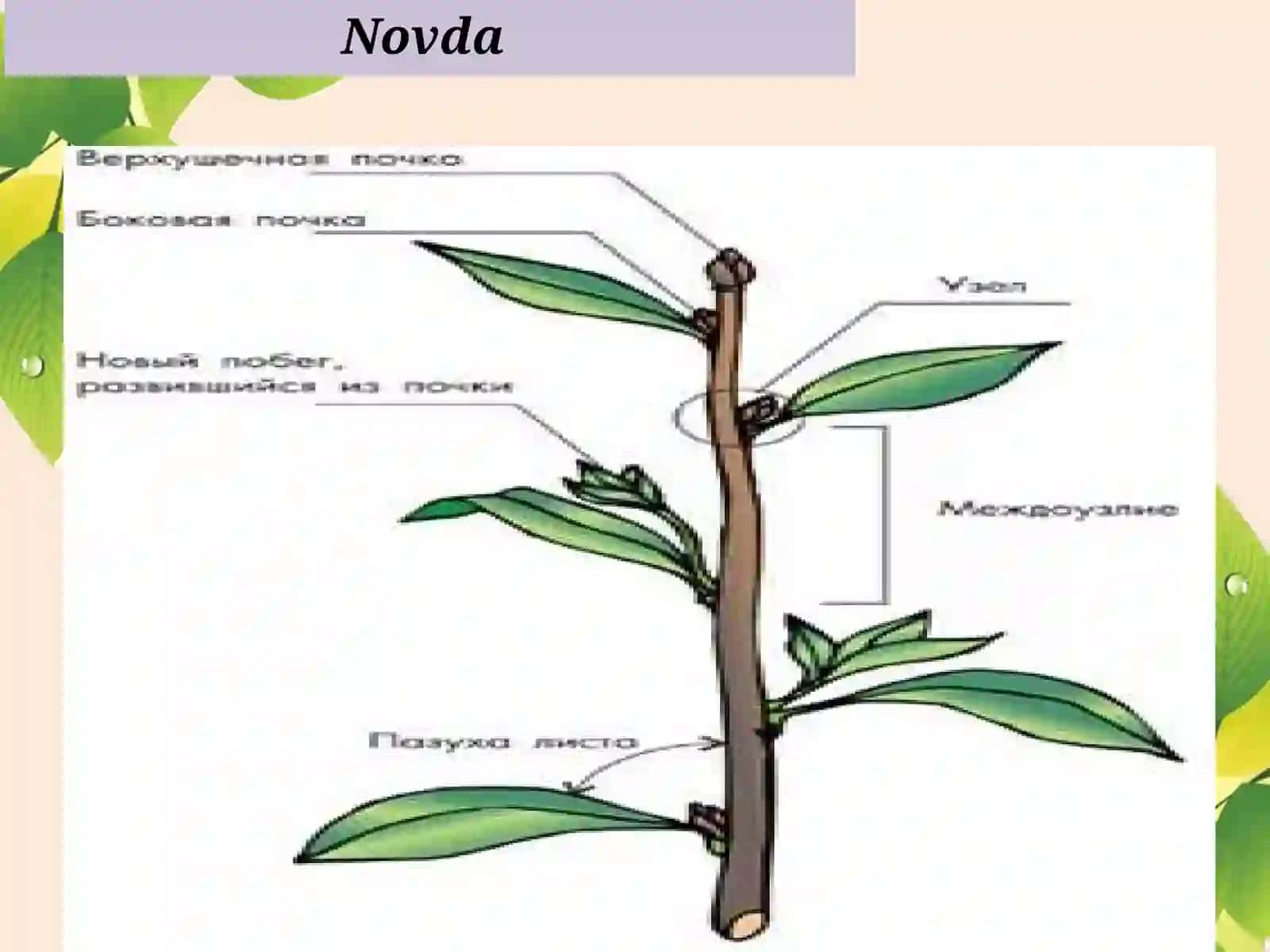 Novda 3