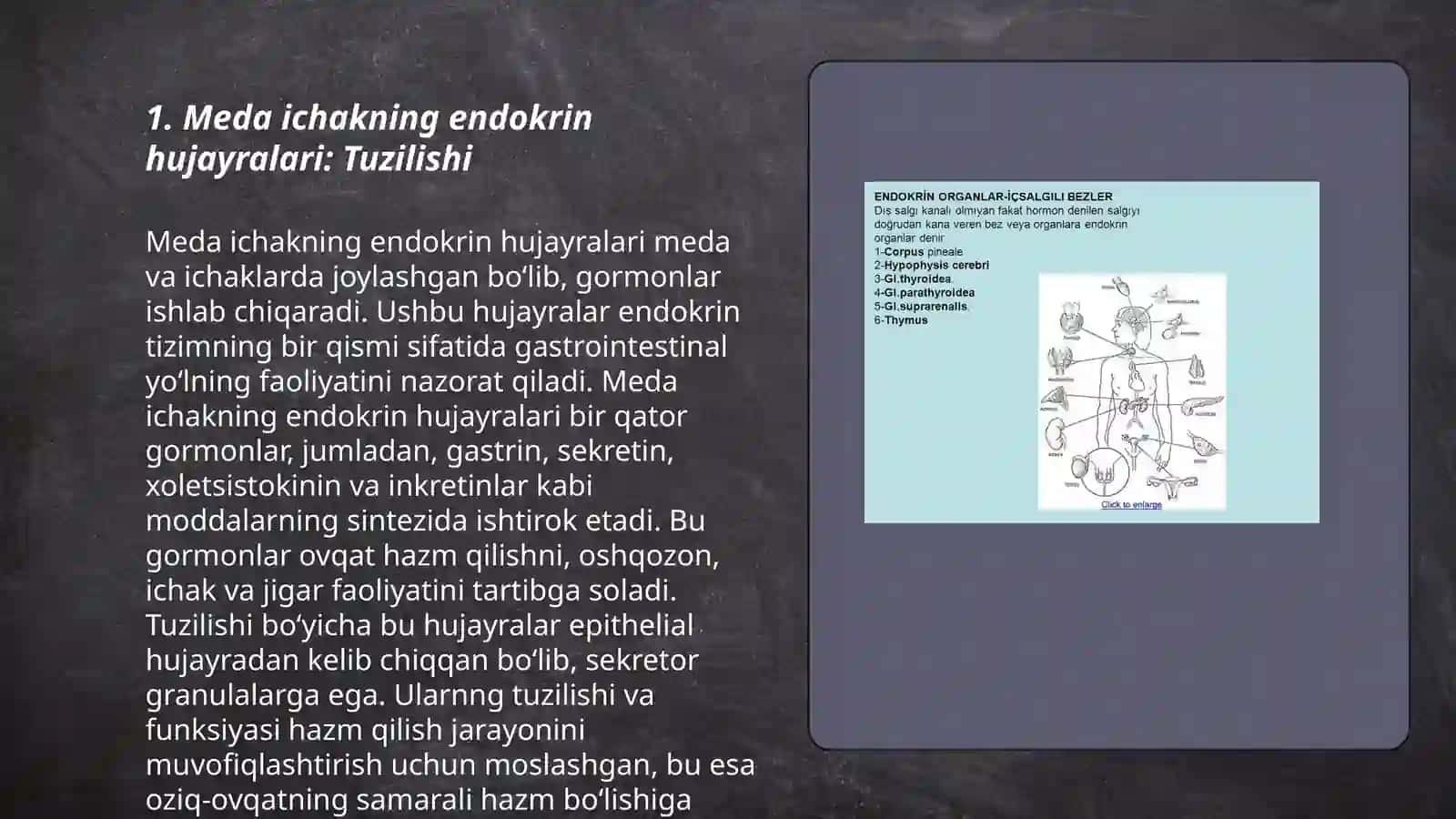 Meda ichak nayining endokrin hujayralari 3