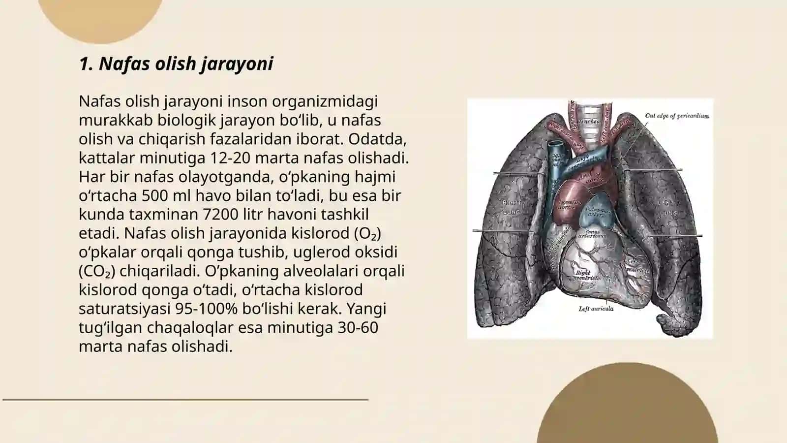 Nafas tizimi 3