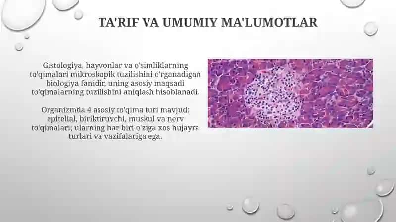Teri gistologiyasi 3