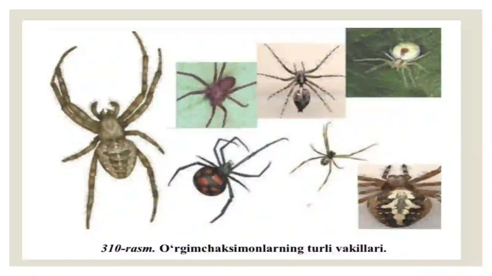 O’rgimchaksimonlar sinfi 3