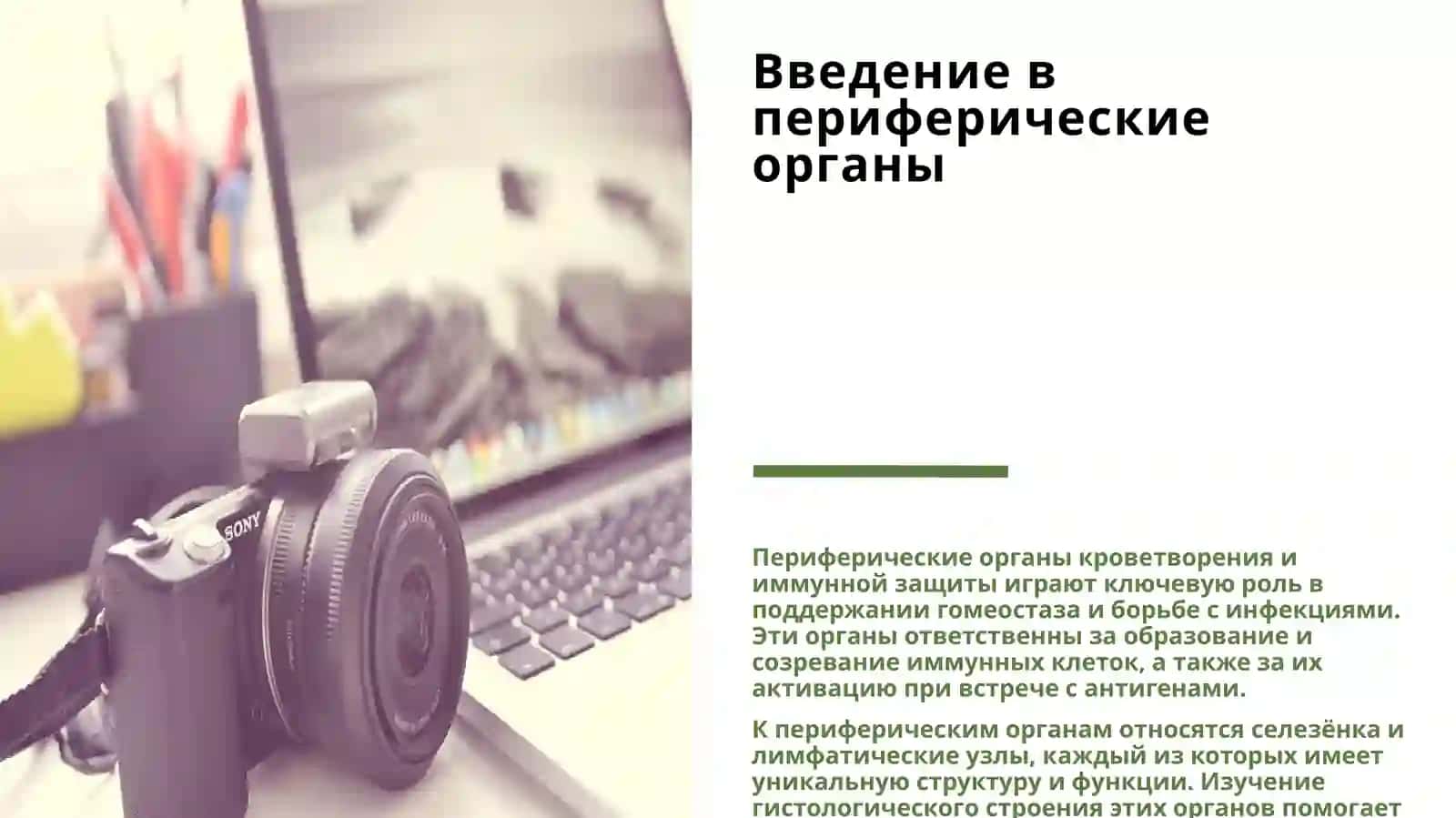 ПЕРИФЕРИЧЕСКИЕ ОРГАНЫ КРОВЕТВОРЕНИЯ ИМУННОЙ ЗАЩИТЫ(СЕЛЕЗЁНКА И ЛИМФАТИЧЕСКИЙ УЗЕЛ) ГИСТОЛОГИЧЕСКИЙ АНАЛИЗ 3