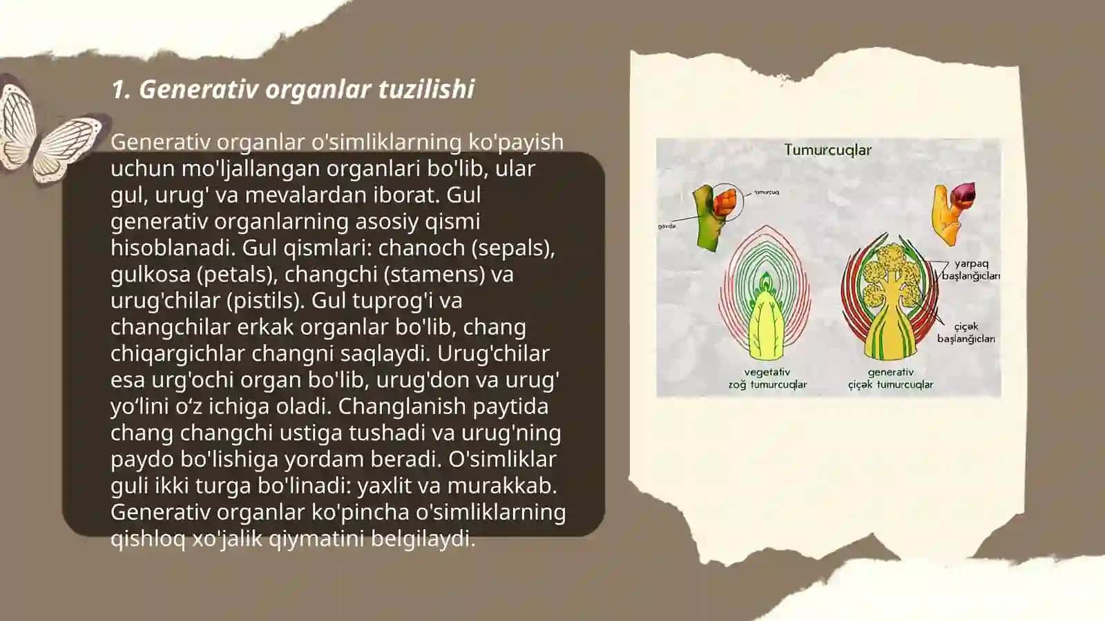 Generativ organlar 3