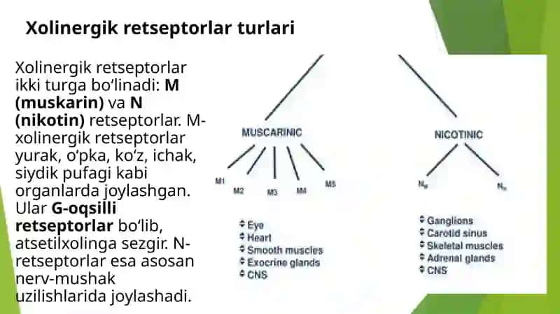 M-Xolinergik va Antixolinesteraz dori vositalar farmakologiyasi 3