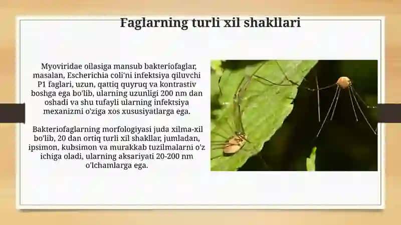 Bakteriyofaglar 3
