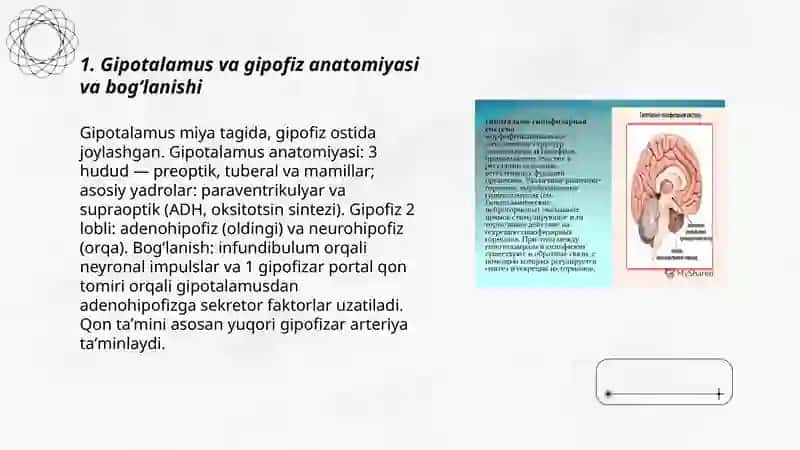 Gipotalamo-gipofizar tizim 3