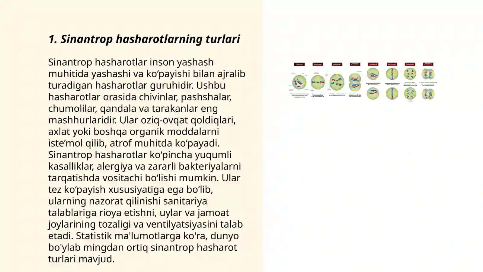 Sinantrop hasharotlar 3