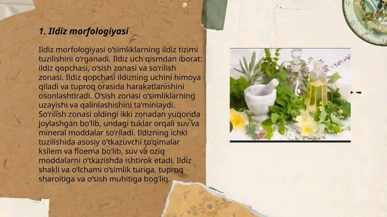 Ildiz morfologiyasi 3