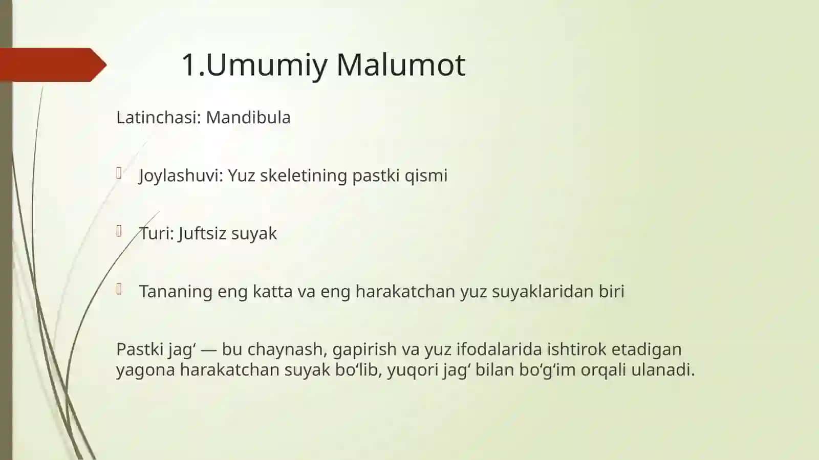 Mandibula haqida ma’lumot 3