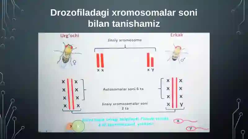 Xromosomalar va urug‘langanlik 3