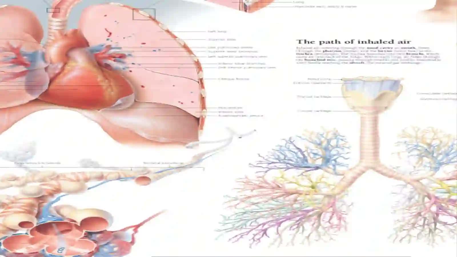 The Lungs and Pulmonary System 3
