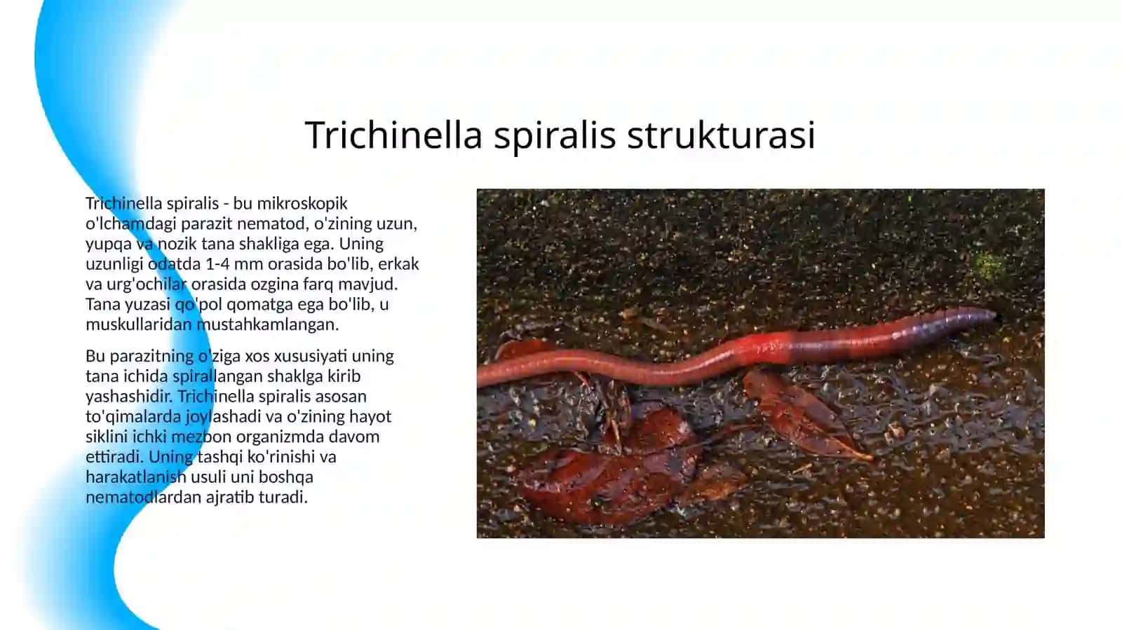 TRIXINELLA (TRICHINELLA SPIRALIS) 3