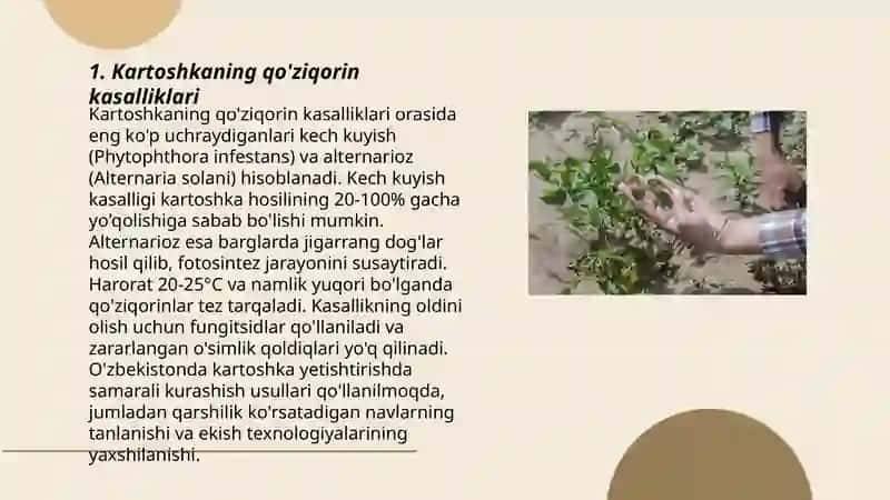 Kartoshka kasalliklari 3