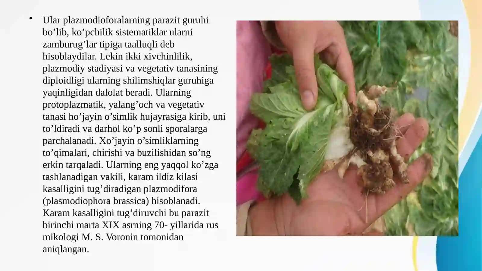 Mikomitsetlar o’simliklar dunyosining uziga xos tipi 3
