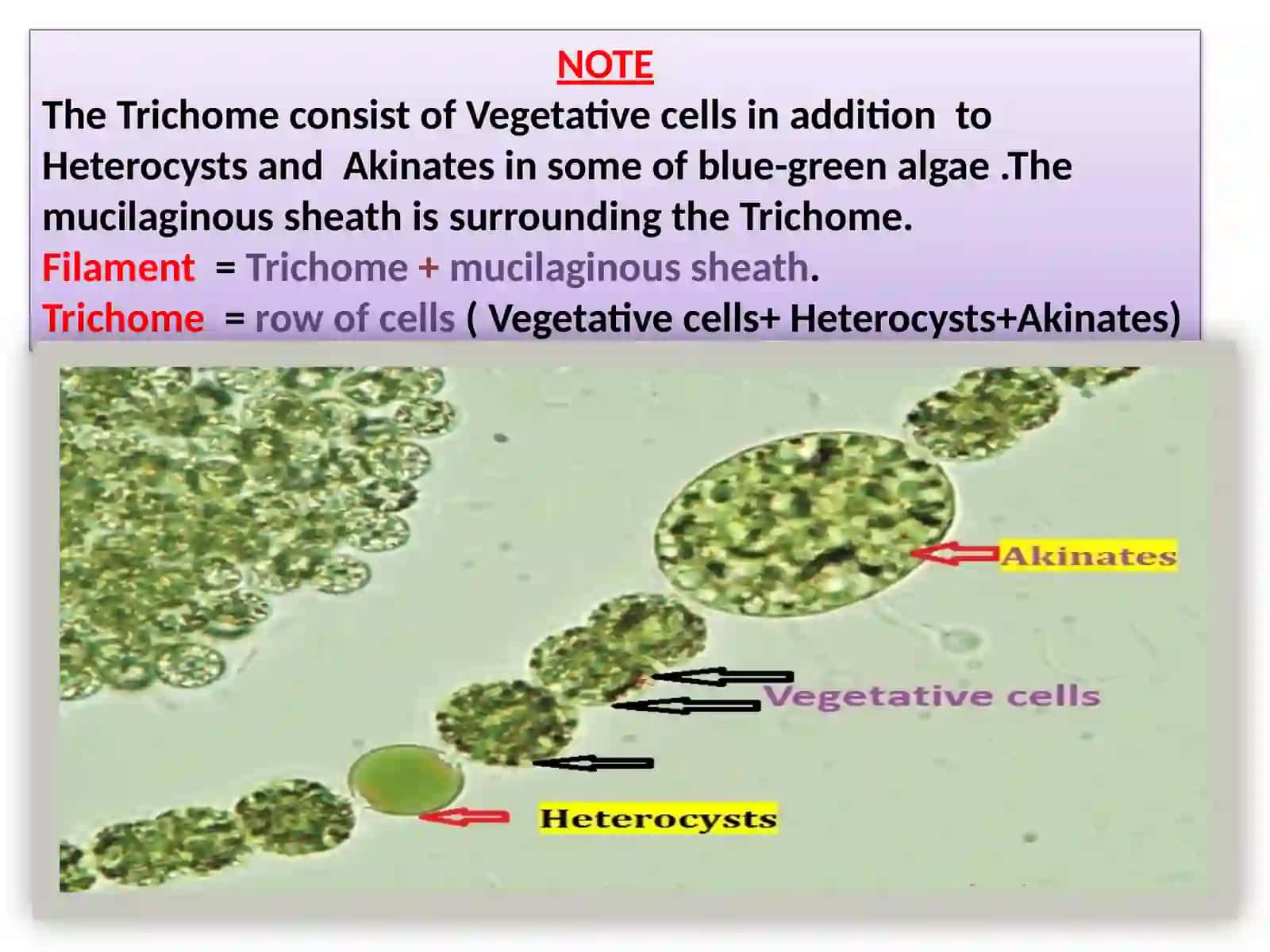 Algae Growth and Seasonal Life 3