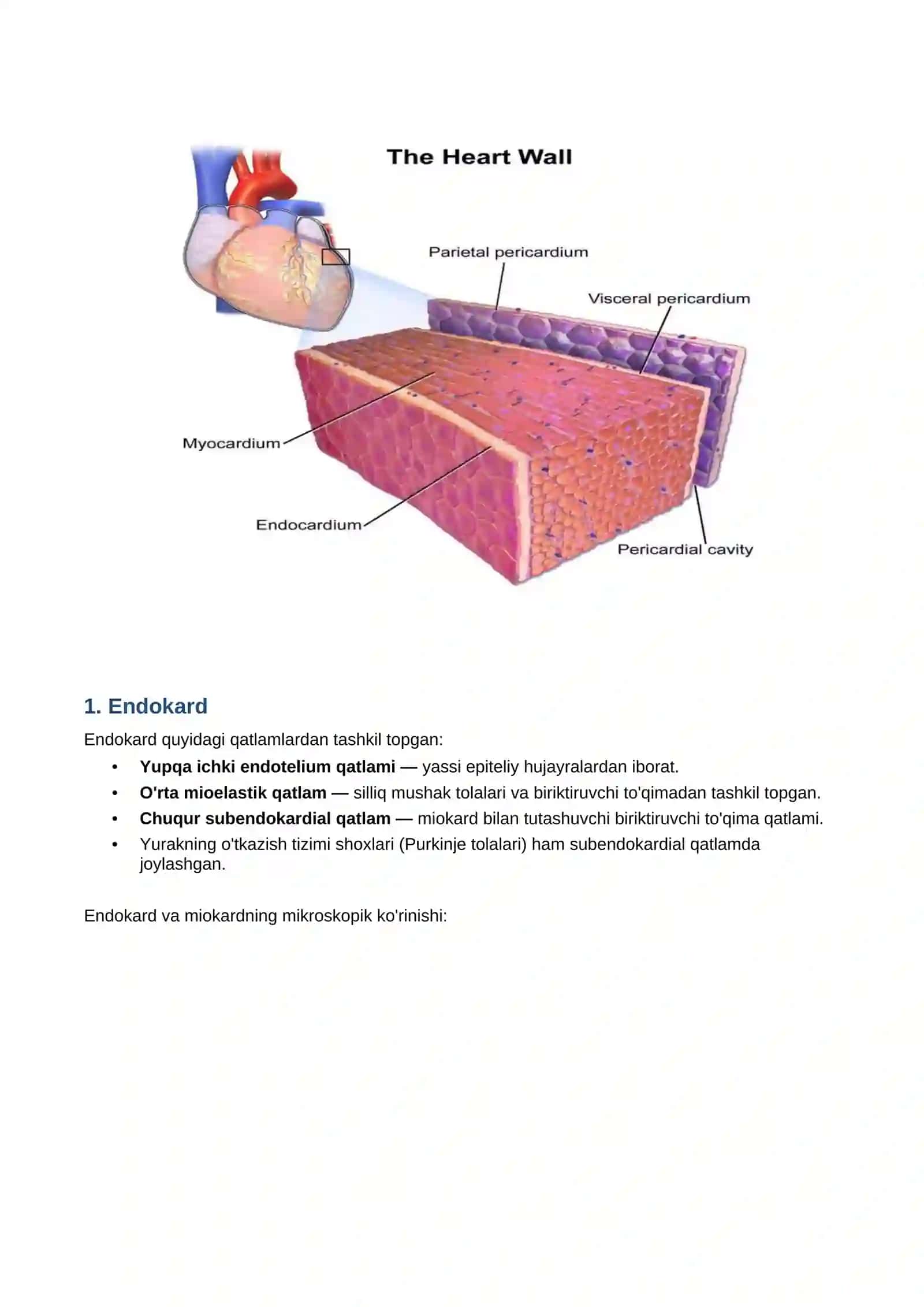 Yurak-Qon Tomir Tizimining Gistologiyasi 3