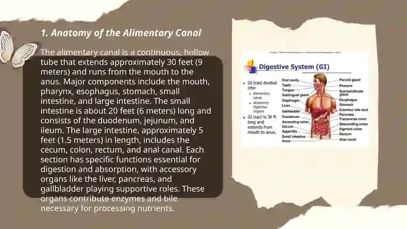 The alimentary tract of a human being 3
