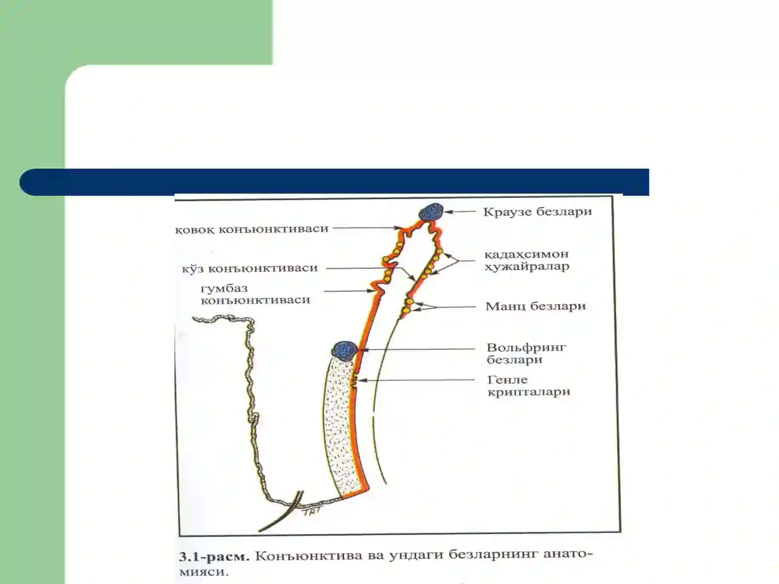 Конъюнктива касалликлари 3