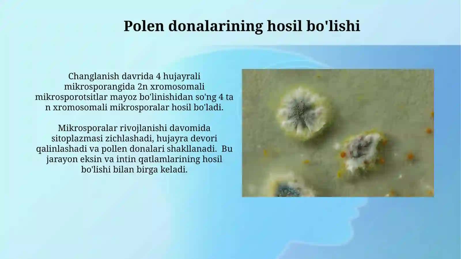 AndirotsitvaMikrosporaginiz 3
