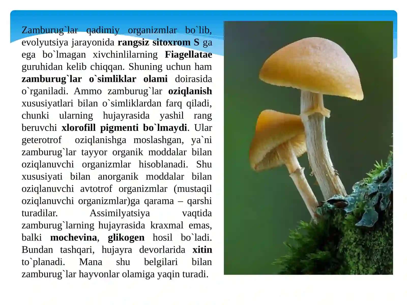 Zamburug`lar bo`limi (Mycophyta, Funqi) 3