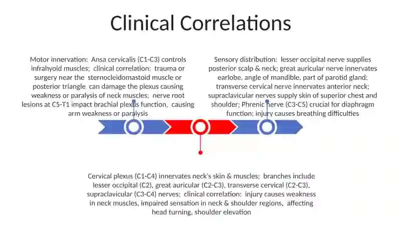 Cervical Plexus Education Topography and Areas of Innervation 3