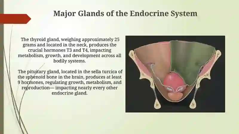 Endocrene system 3