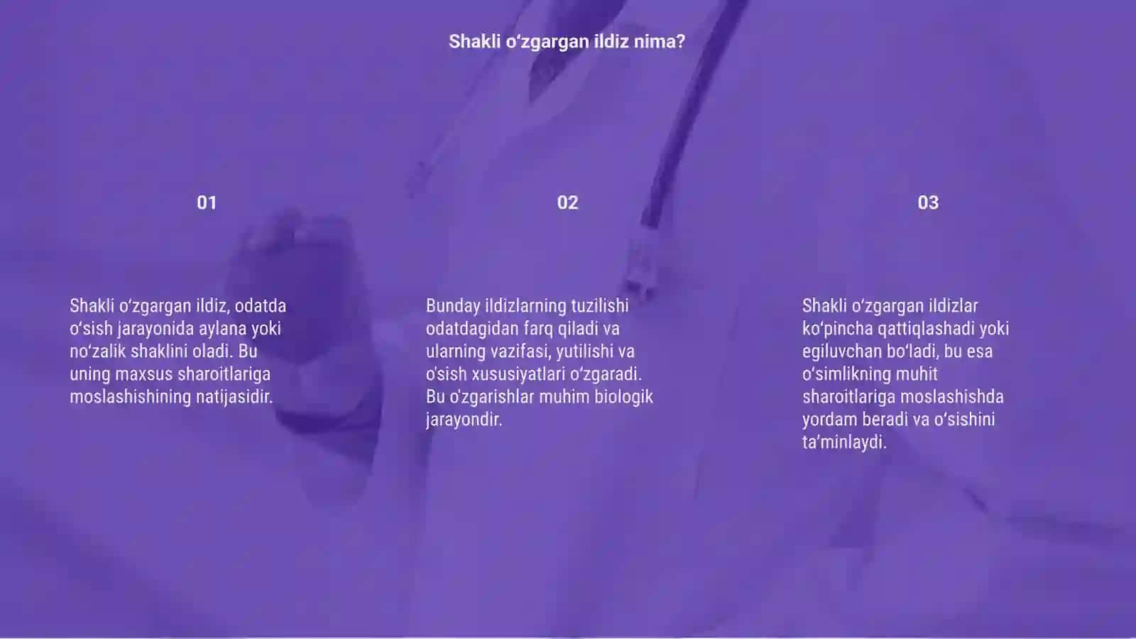 Shakli oʻzgargan ildizning tuzulishi 3