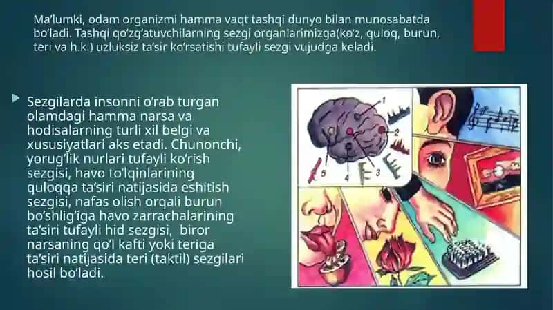 Sezgi 3