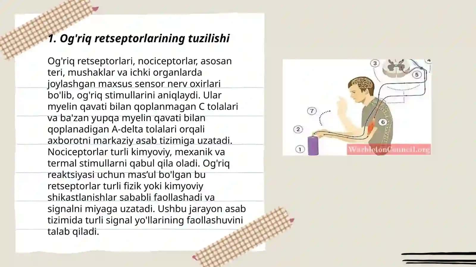 Og'riq retseptorlari. Vessiroretsiptorlar. Proprioretseptorlar 3