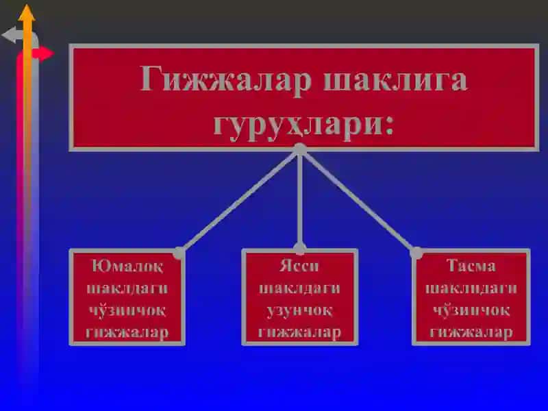 Гижжа касалликлари 3