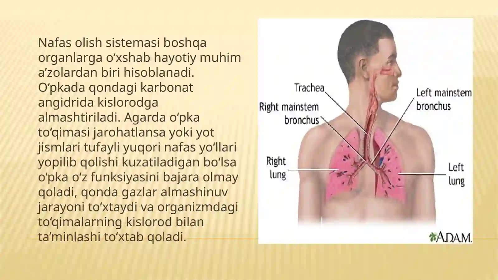 Yuqori nafas yoʻllari oʻtkazuvchanligini tibtiklash 3