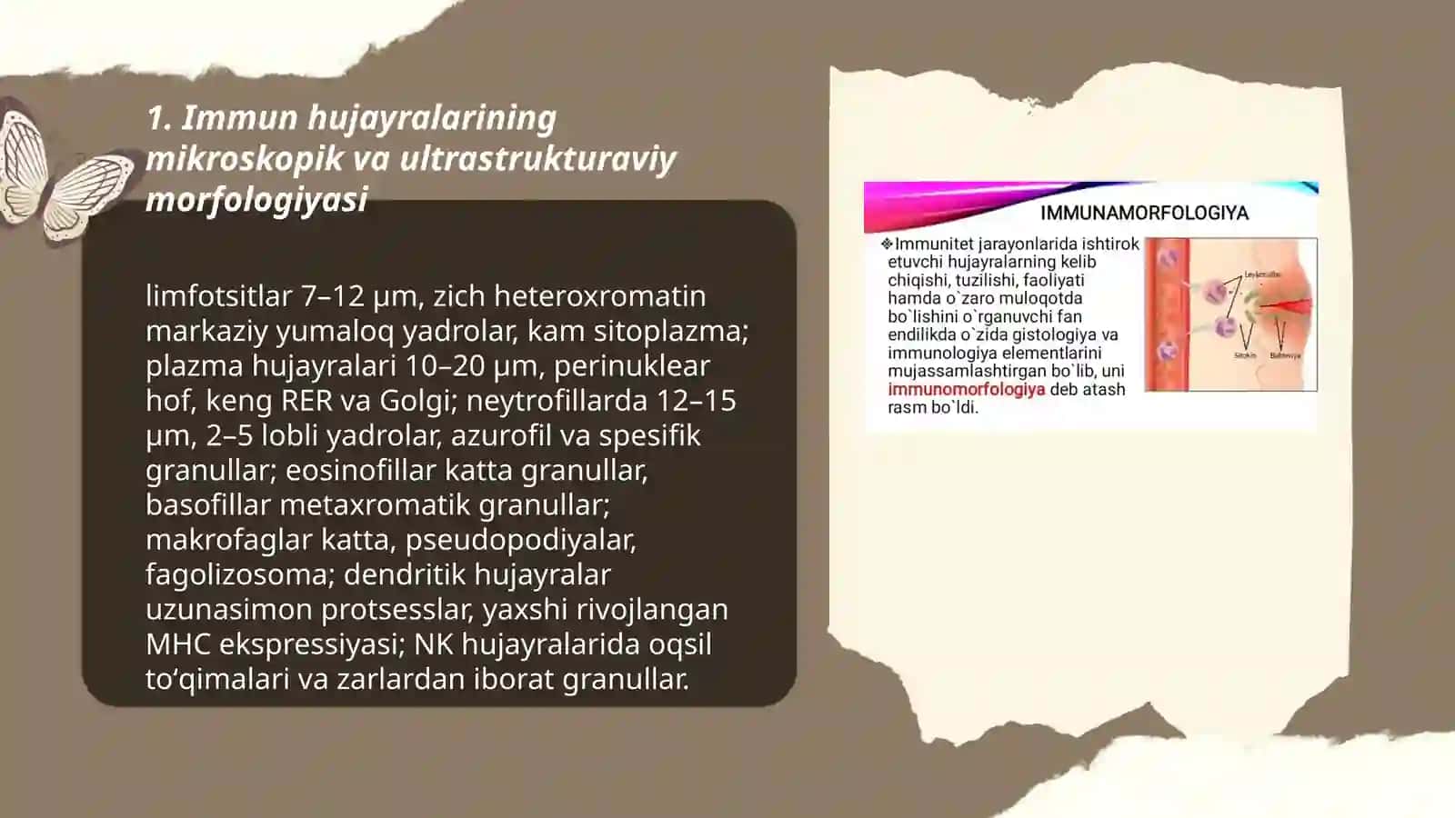 Immun jarayonlarining morfologik asoslari 3