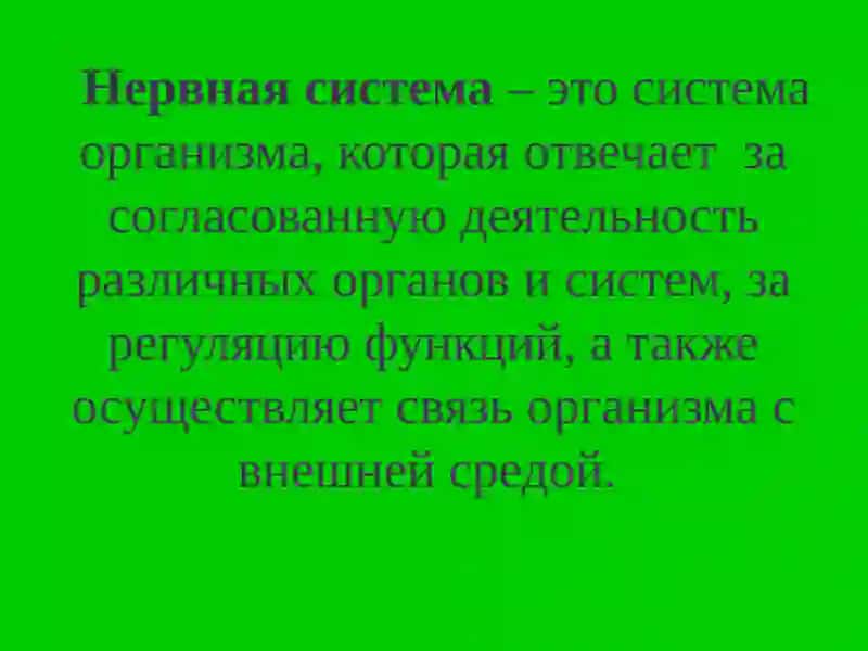 Нервная система человека 3