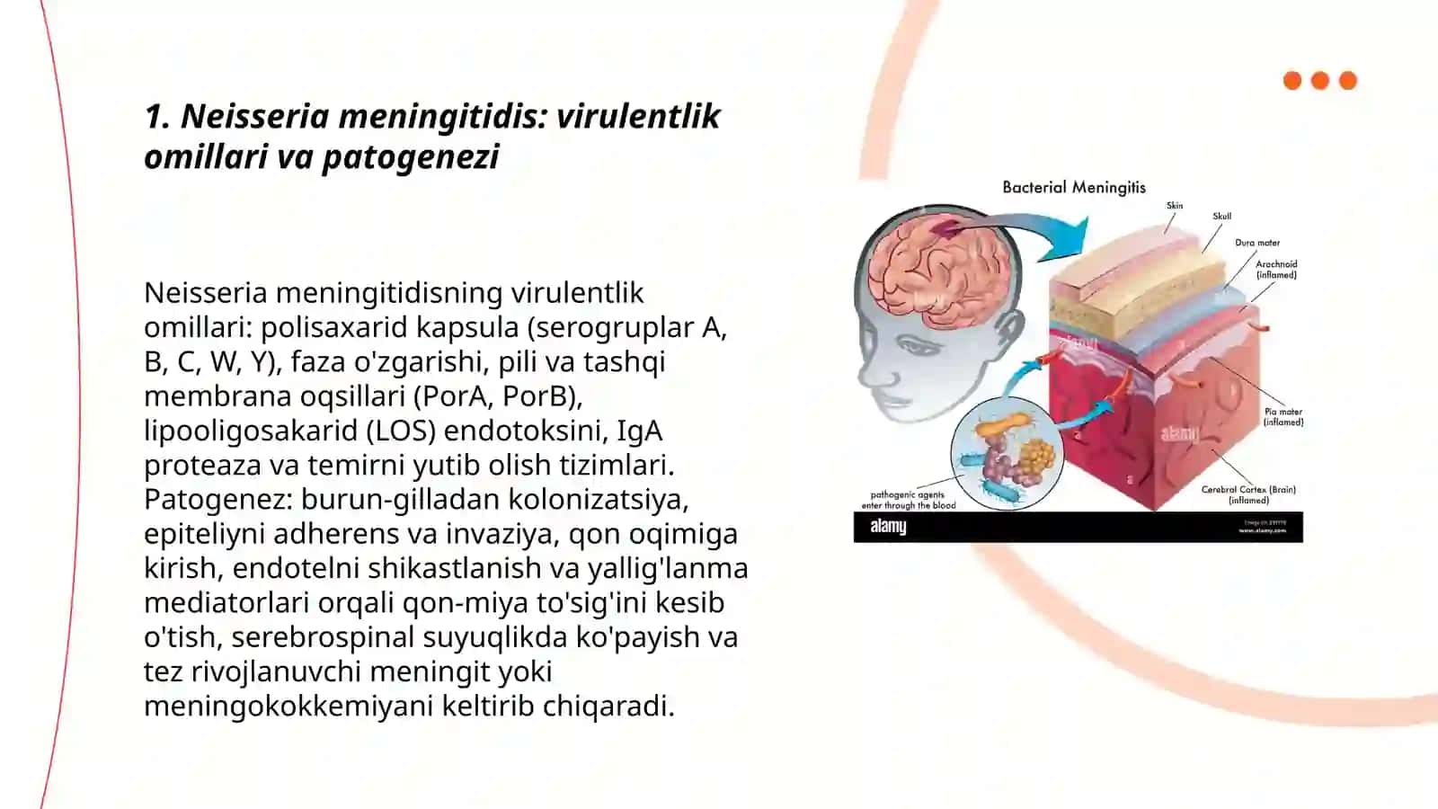 Meningit chaqiruvchi bakteriyalar va ularning patogenezi 3