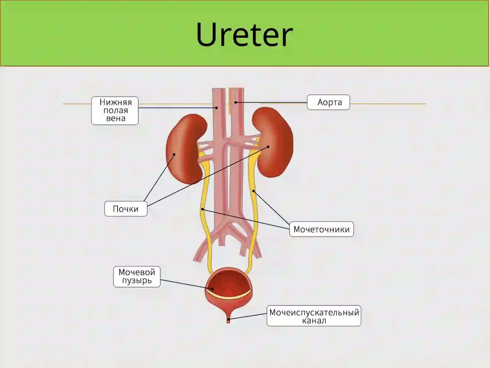 Ureter 3