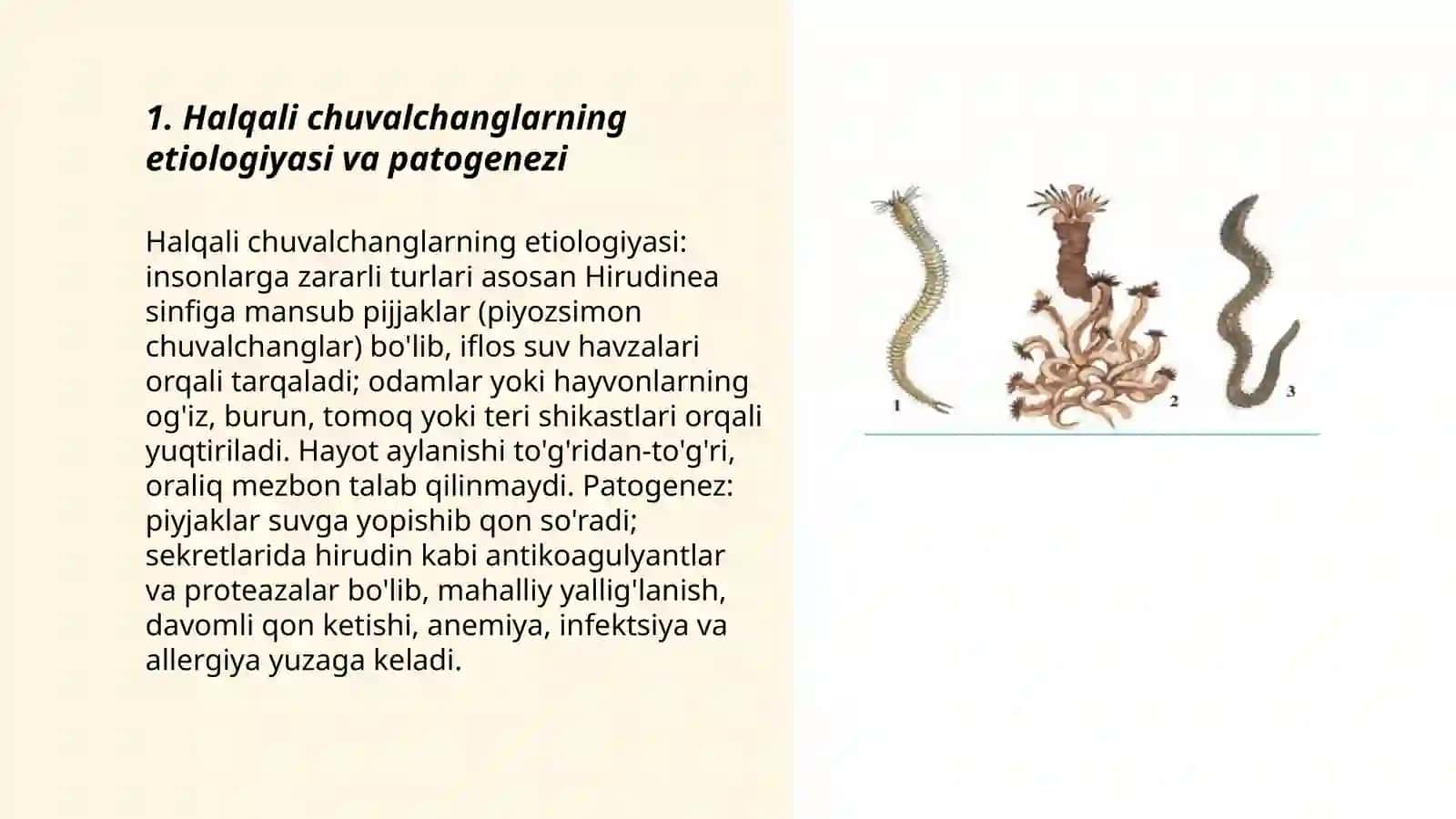 Halqali chuvalchanglar. Tibbiyot zulugi 3