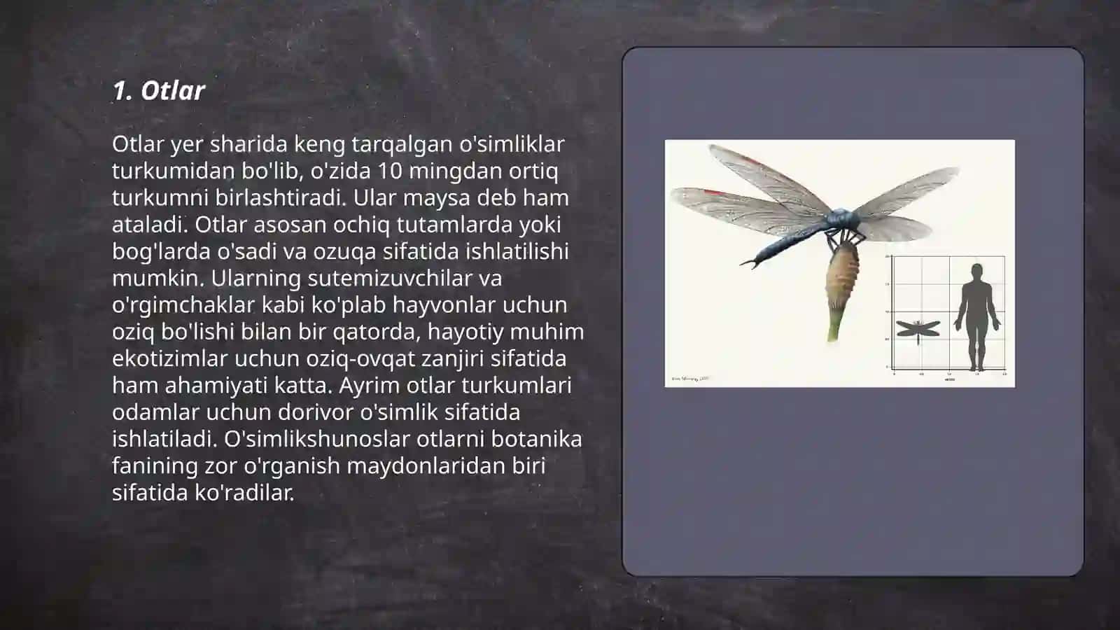 Hasharotlarning morfalogik tushilishi 3
